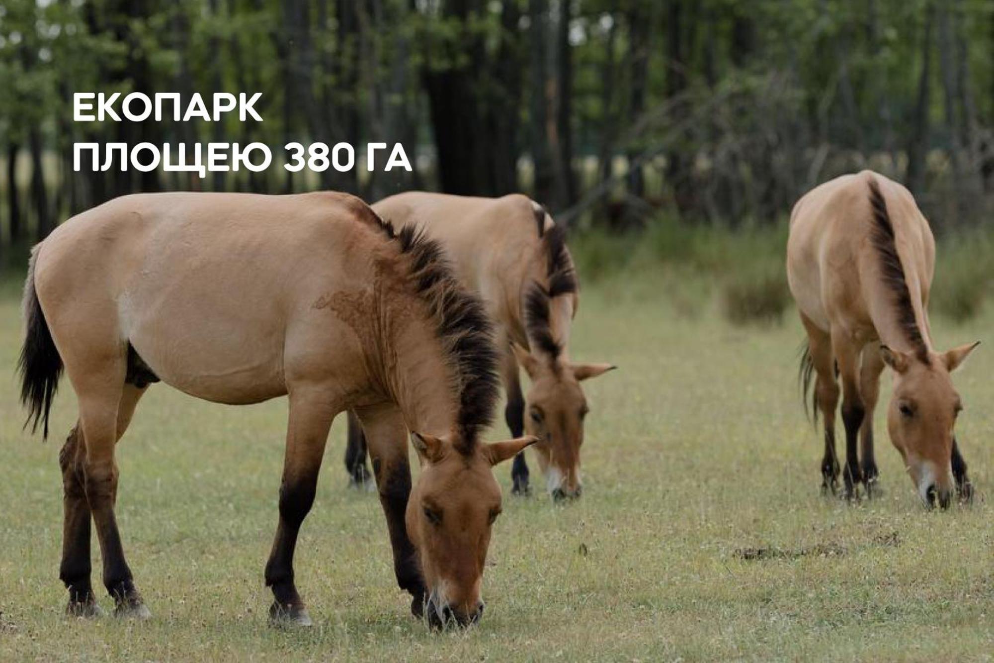 Dereville Sokolovka Luaran gambar