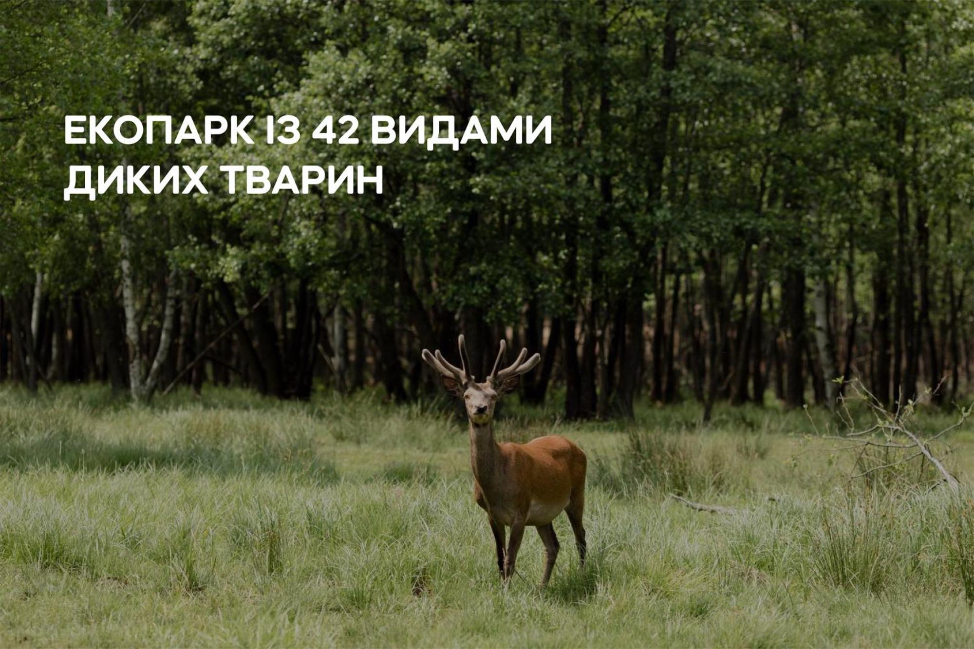 Dereville Sokolovka Luaran gambar